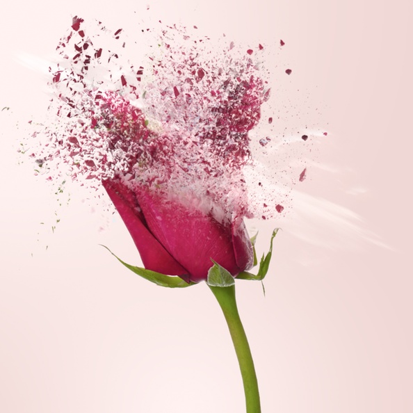 rose_pink-roseberry.jpg