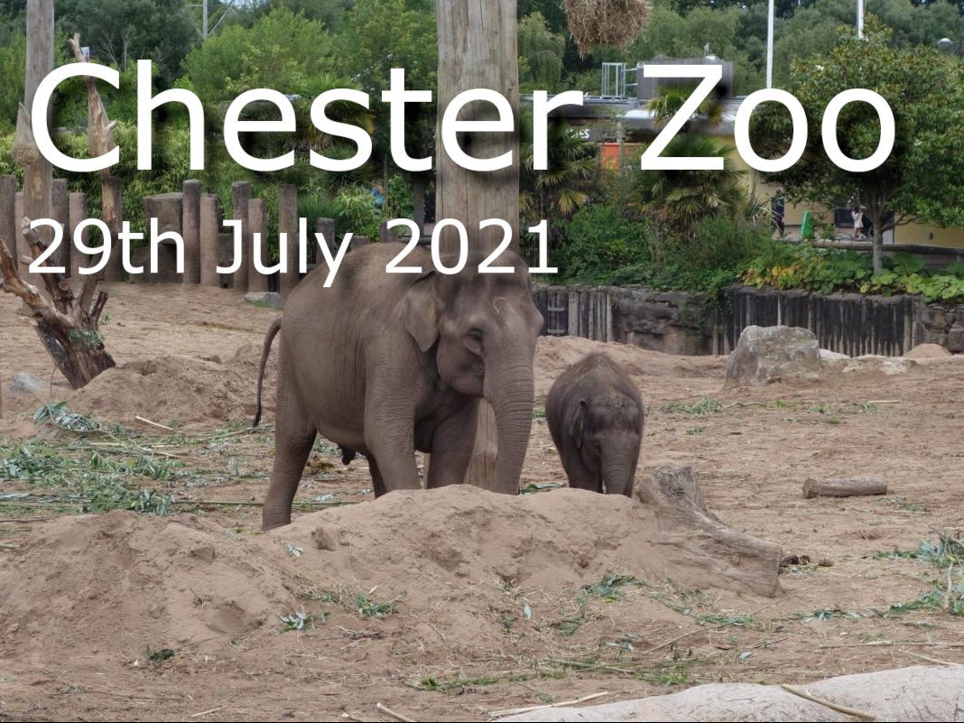 A Visit To Chester Zoo